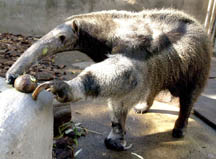 Grandma, Geordie's anteater.